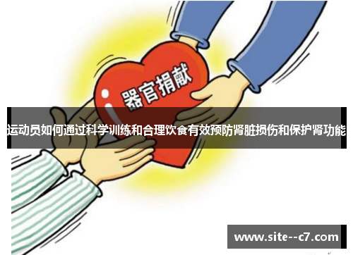 运动员如何通过科学训练和合理饮食有效预防肾脏损伤和保护肾功能